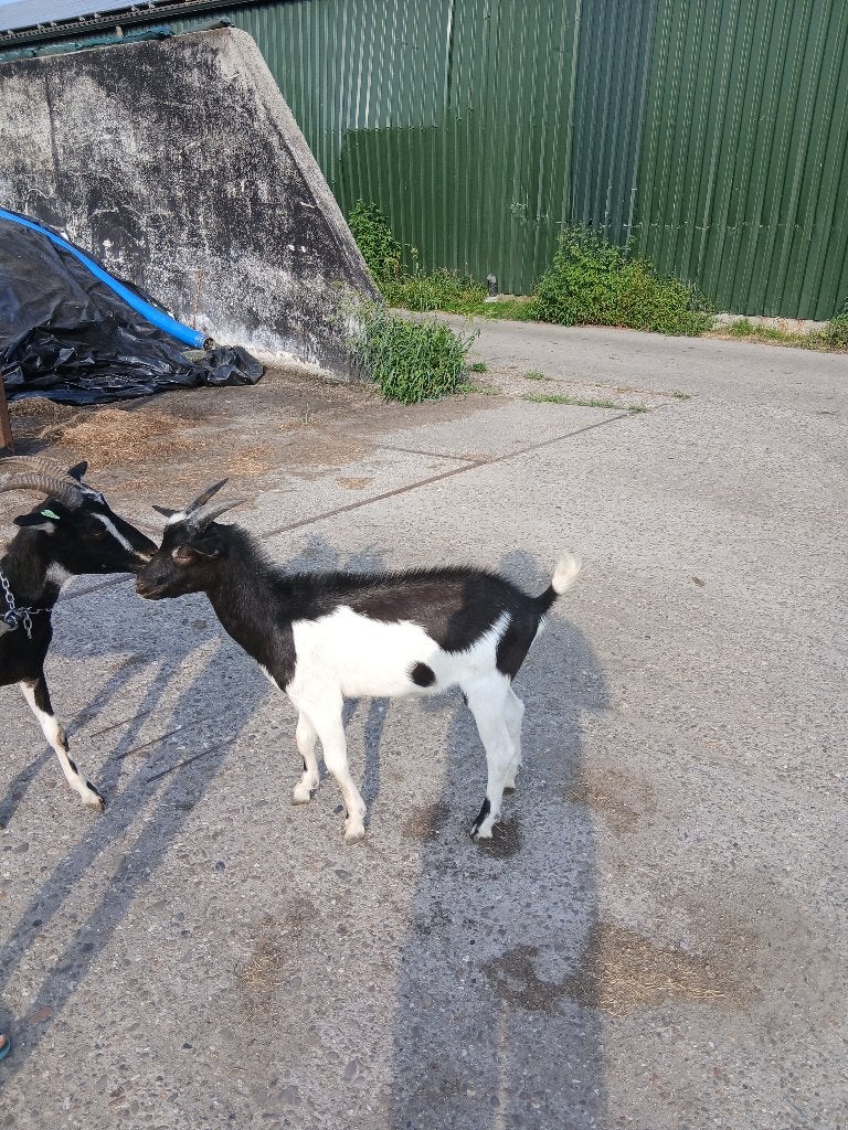 Bonte bok grote melkgeit, Dieren en Toebehoren, Mannelijk, Geit, 0 tot 2 jaar