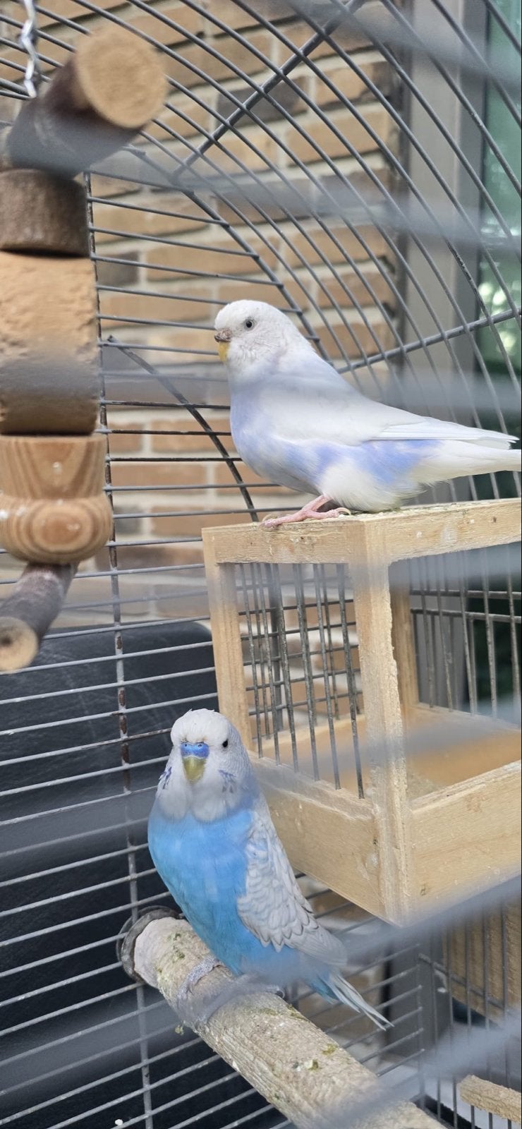 Twee prachtige tijdperken, Meerdere dieren, Parkiet
