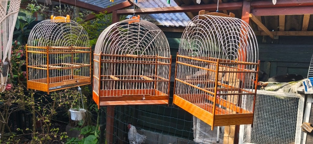 vogel kooi, Dieren en Toebehoren, Meerdere dieren, Wildzangvogel