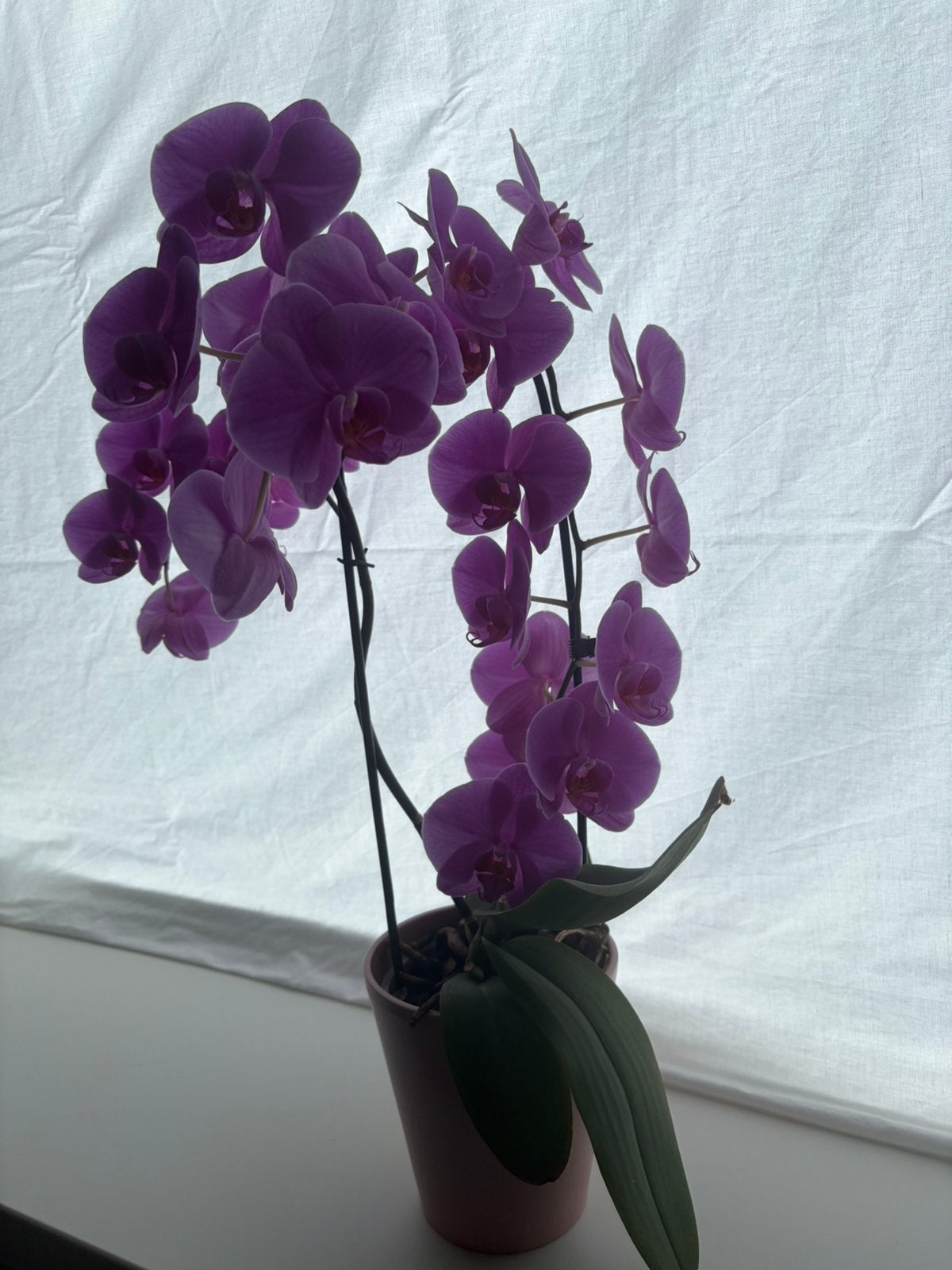 Orchidee roze, Ophalen, Halfschaduw, Minder dan 100 cm