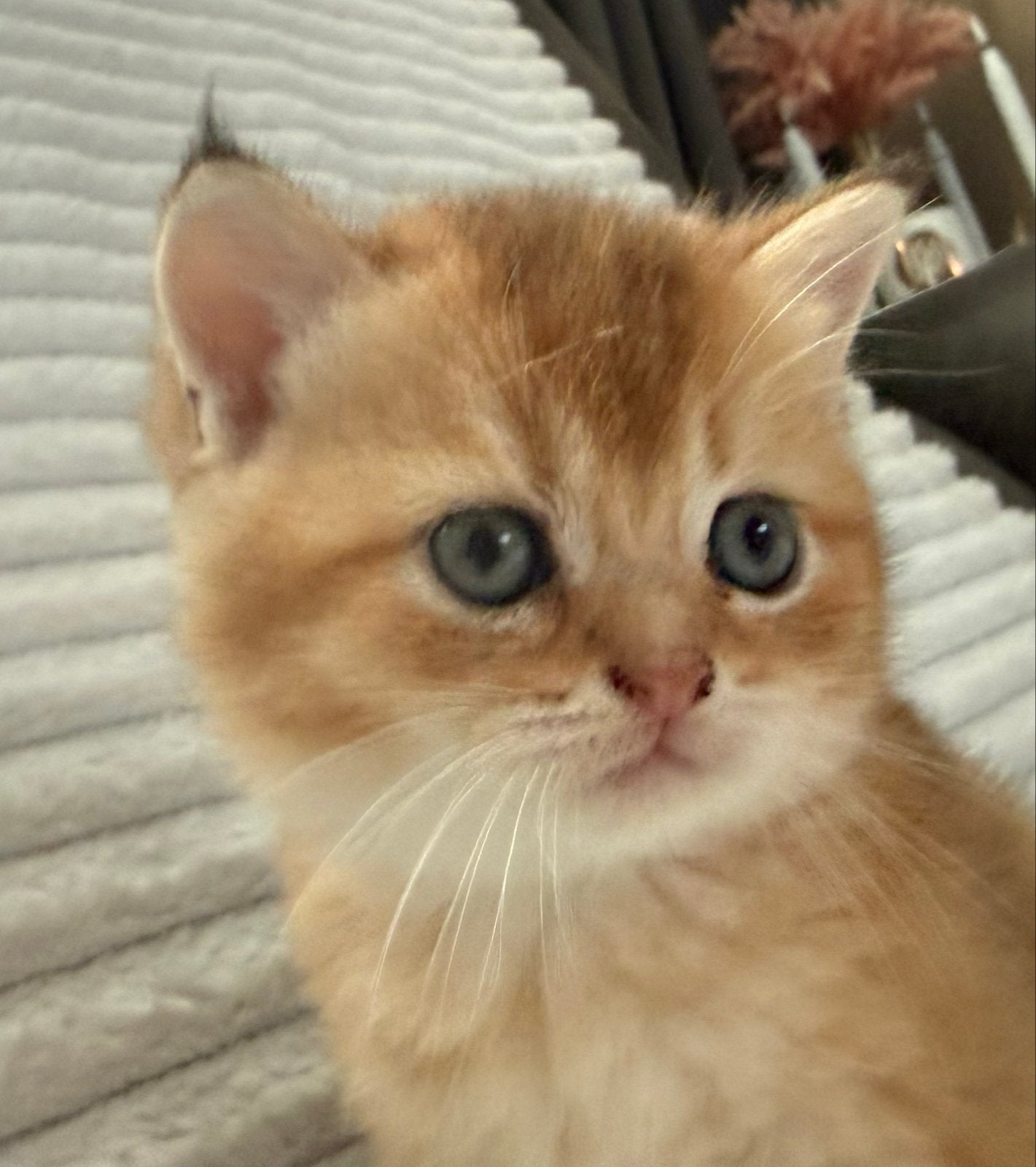 4 prachtige volle britse korthaar kittens, Meerdere dieren, Kortharig