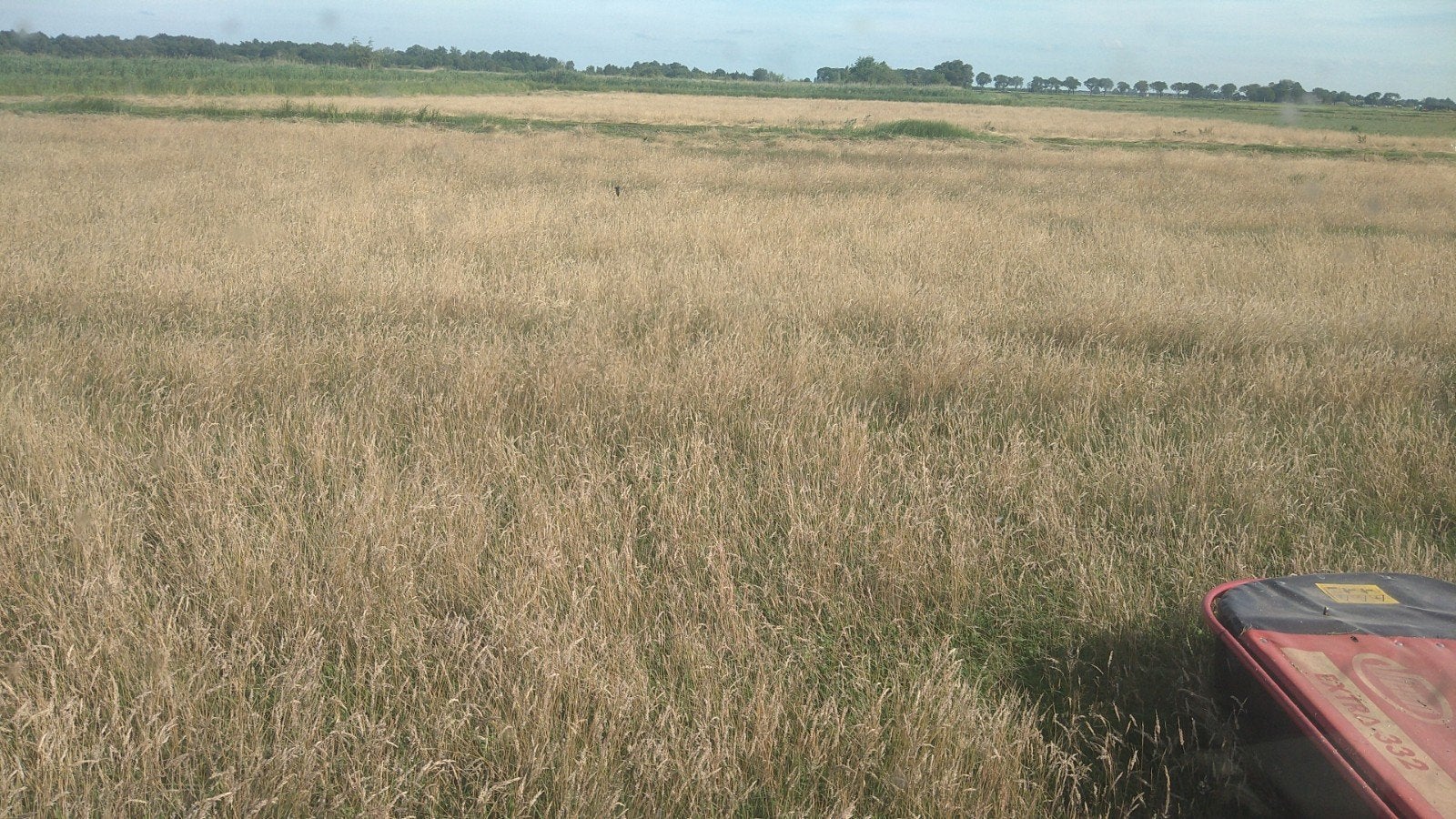 Balen hooi / strooisel, Dieren en Toebehoren, Dierenvoeding, Ophalen, Vee