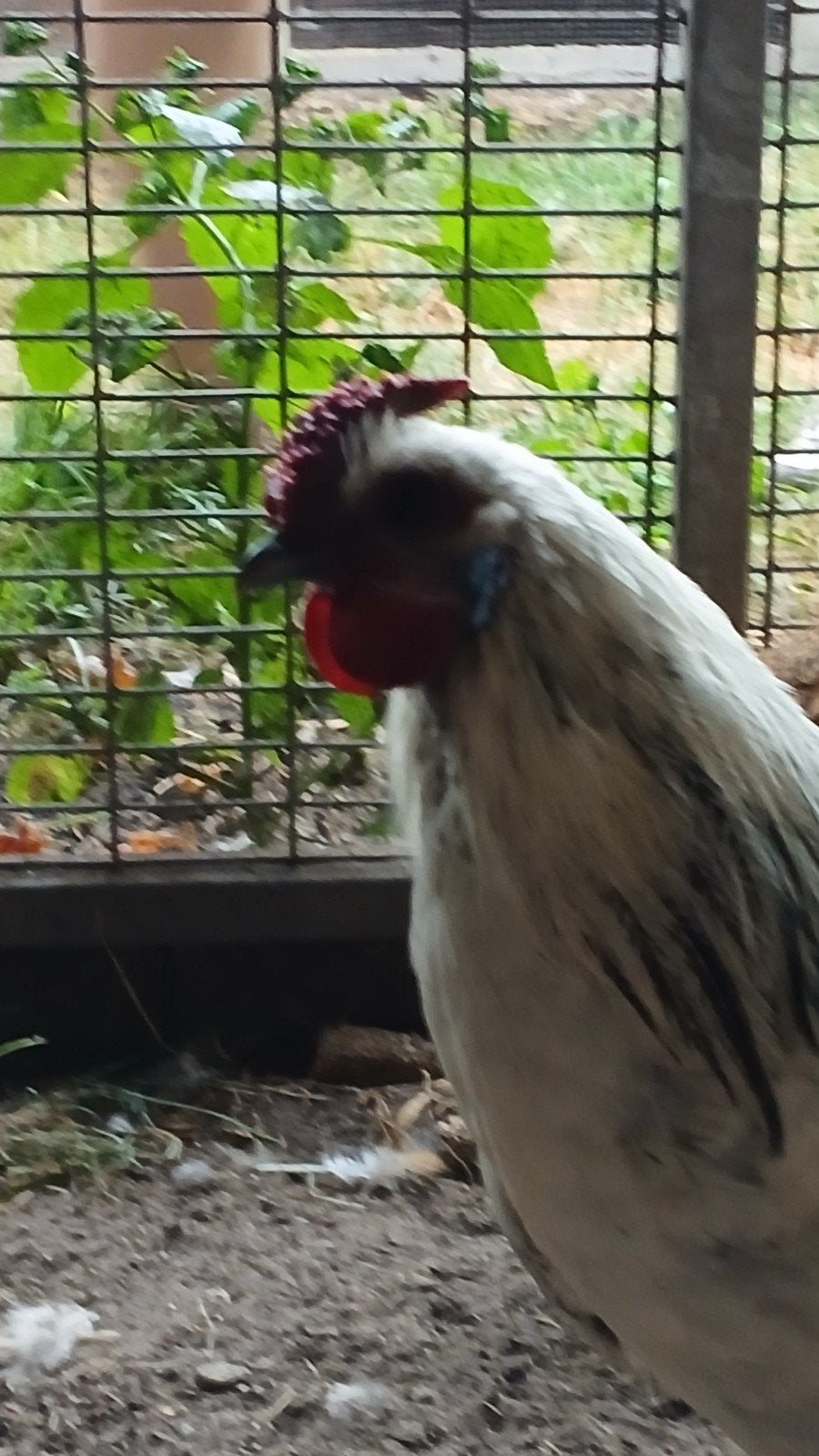 haan, Dieren en Toebehoren, Mannelijk, Kip