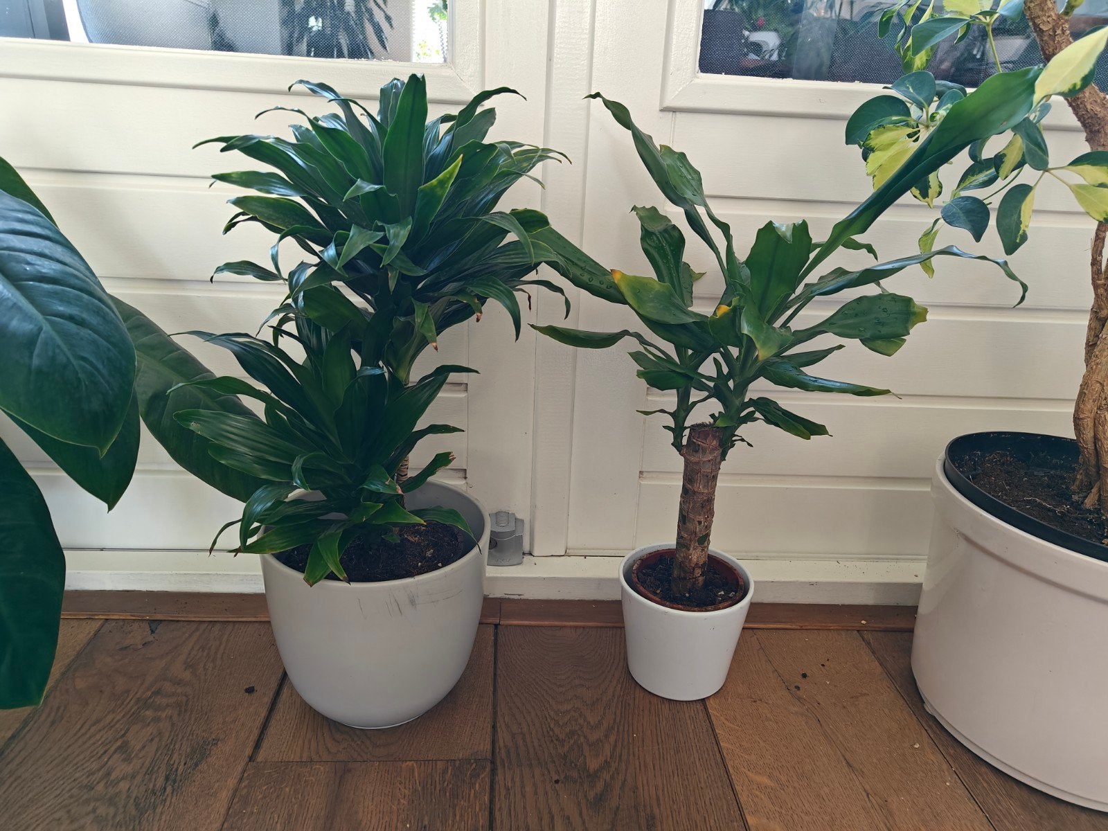 Dracaena Fragrans, Huis en Inrichting, Kamerplanten, Minder dan 100 cm, Halfschaduw, Ophalen of Verzenden