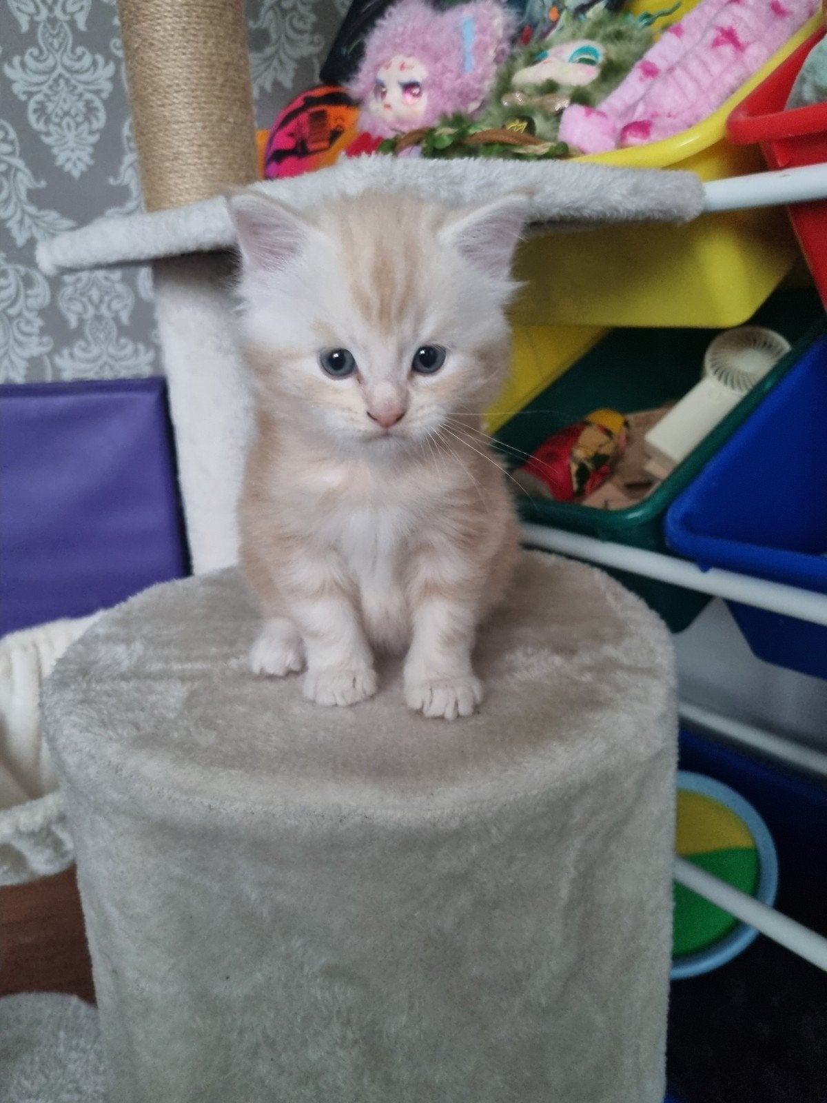 Maine coon., Kater, Gechipt, 0 tot 2 jaar