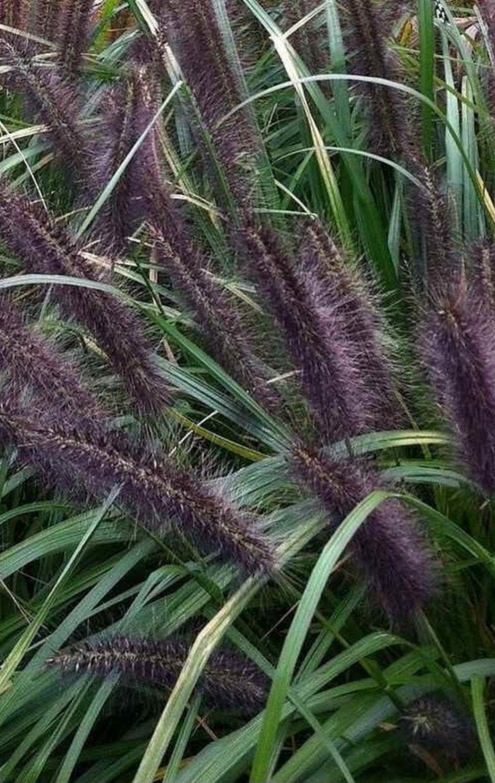 PENNISETUM BLACK ALVERNEE(zwart bloeiend) 19cm. POTTEN!!., Tuin en Terras, Ophalen, Volle zon, Vaste plant, Siergrassen