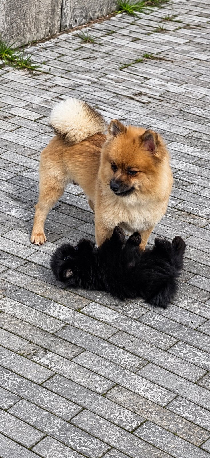 Kruising Pommeriaan x shih tzu, Keeshond, Meerdere, Meerdere dieren, Nederland
