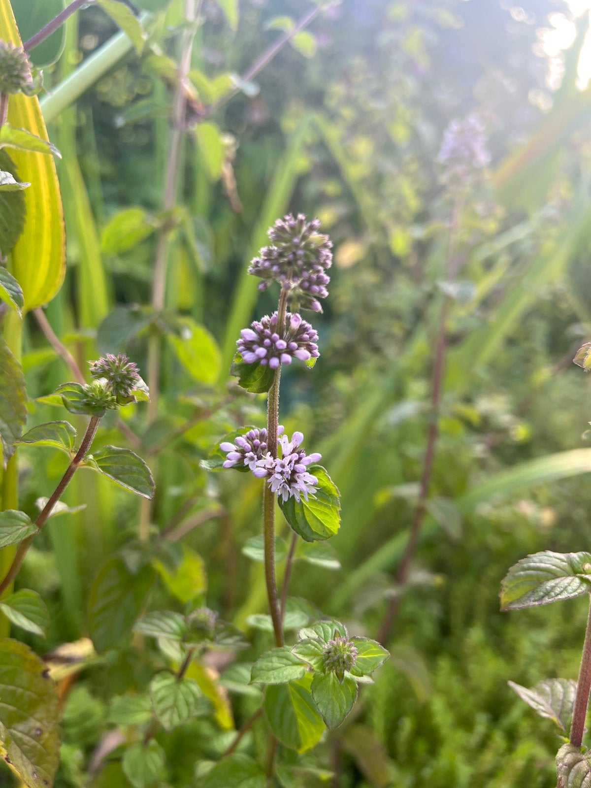 Watermunt - Vijverplant voor een natuurlijke vijver, Tuin en Terras, Vijvers, Ophalen, Nieuw