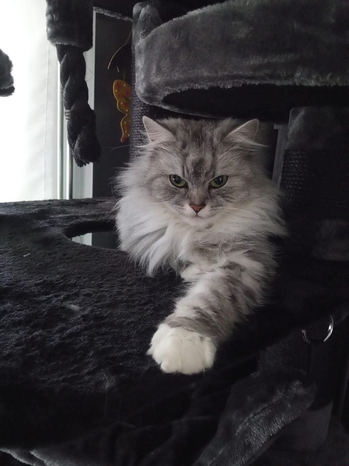Hele mooie kittens, Dieren en Toebehoren, Katten en Kittens | Raskatten | Langhaar, Meerdere dieren, Ontwormd, 0 tot 2 jaar