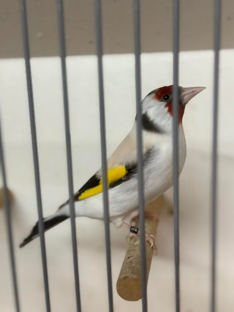Majoor putter man Eumo 25, Dieren en Toebehoren, Mannelijk, Wildzangvogel, Geringd