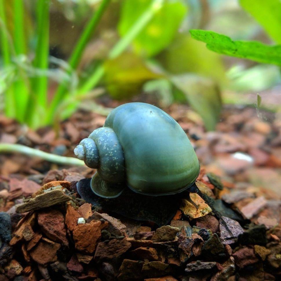 Paarse Appelslakken (Purple Mystery Snails), Dieren en Toebehoren, Vissen | Aquariumvissen, Slak of Weekdier, Zoetwatervis
