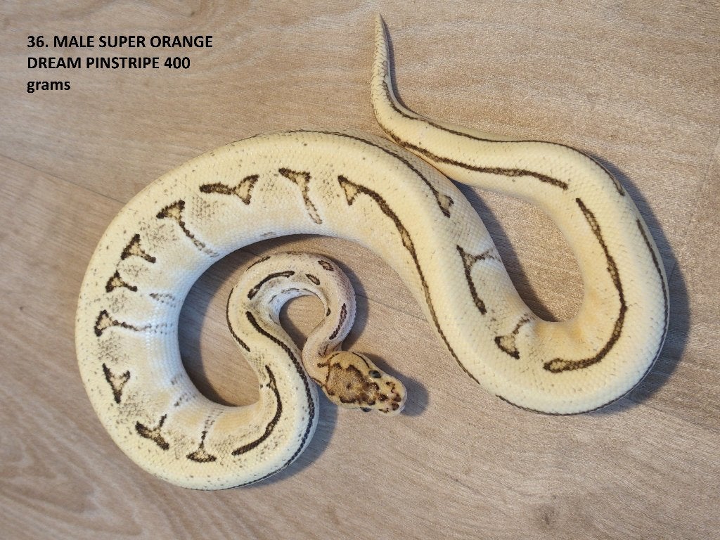 Koningspythons halfwas en kweekdieren deel 2 Ball Python photo 7