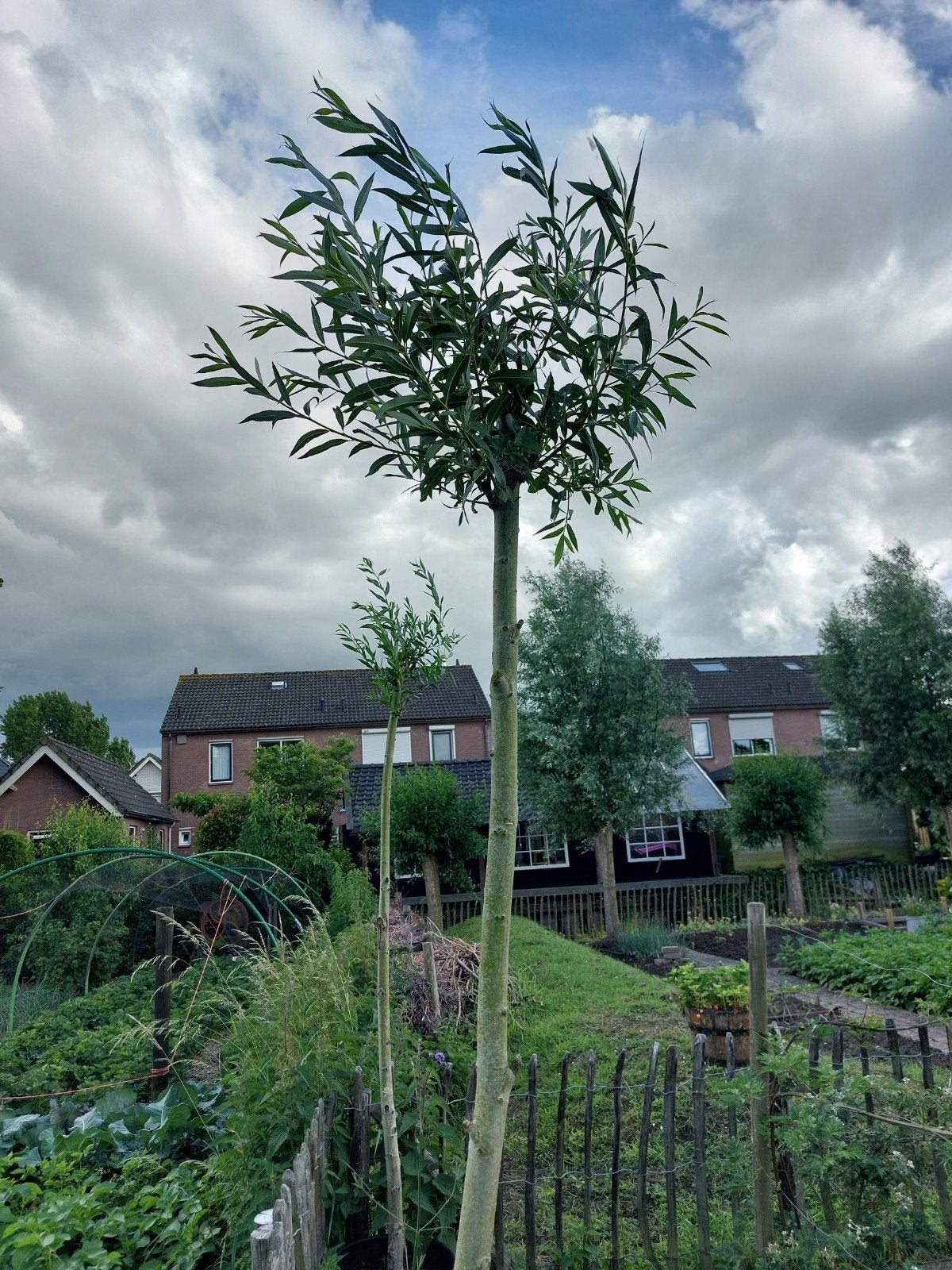Bolboom in pot - Salix alba, Tuin en Terras, Planten | Bomen, Bloeit niet, 250 tot 400 cm, Ophalen, Volle zon