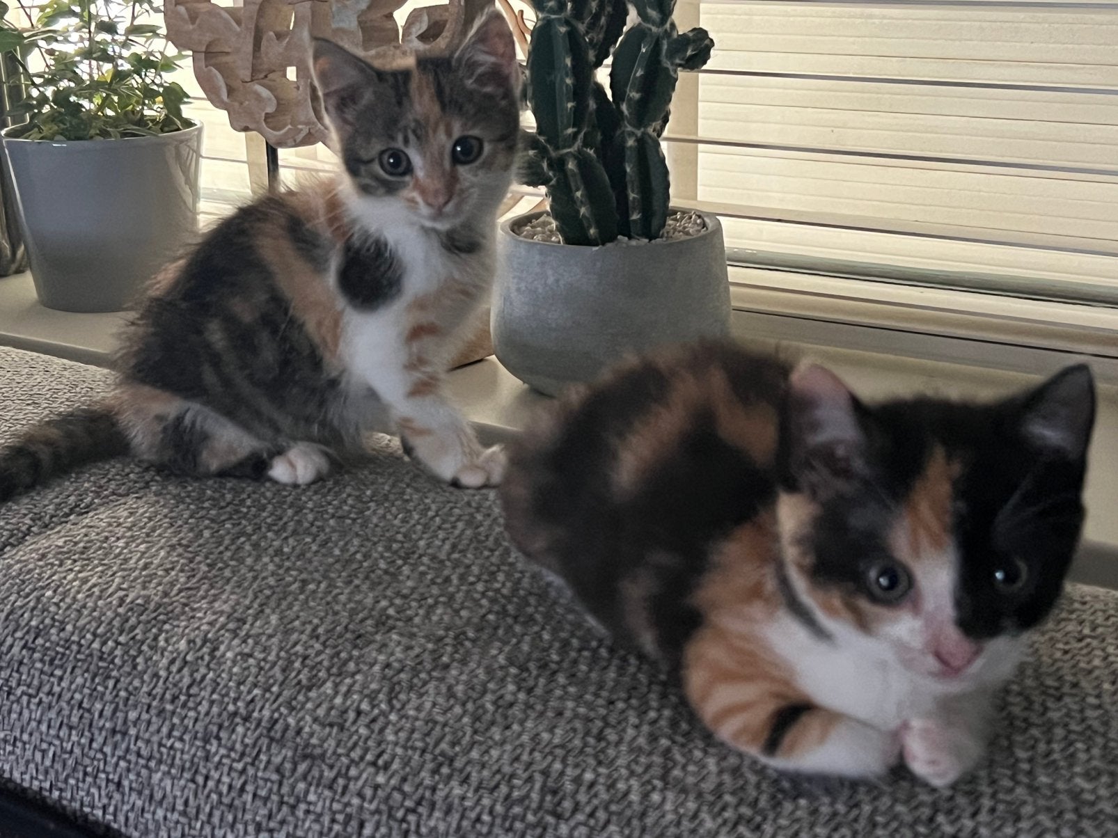 5 zeer lieve en tamme kittens 3 kleurig  x maine coon, Poes