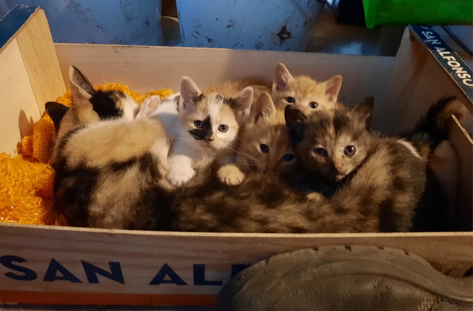 kittens, 8 weken oud. 3 Katertjes en 2 poesjes, Augustus, Meerdere dieren, Overige typen