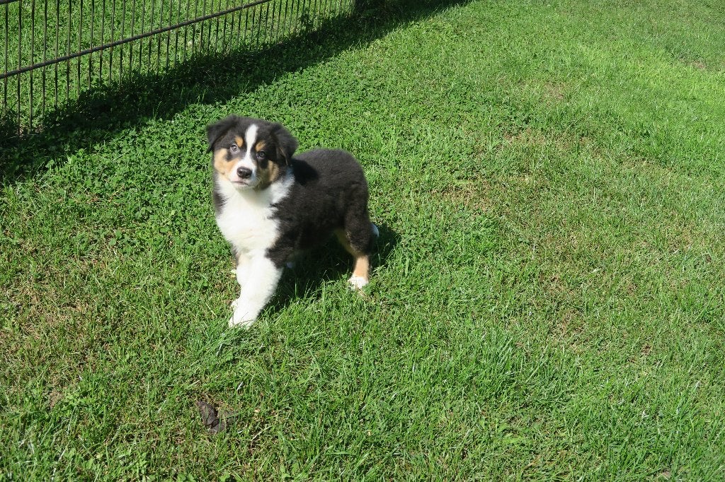 Foto 24 van Leuke Australian Shepherd pups