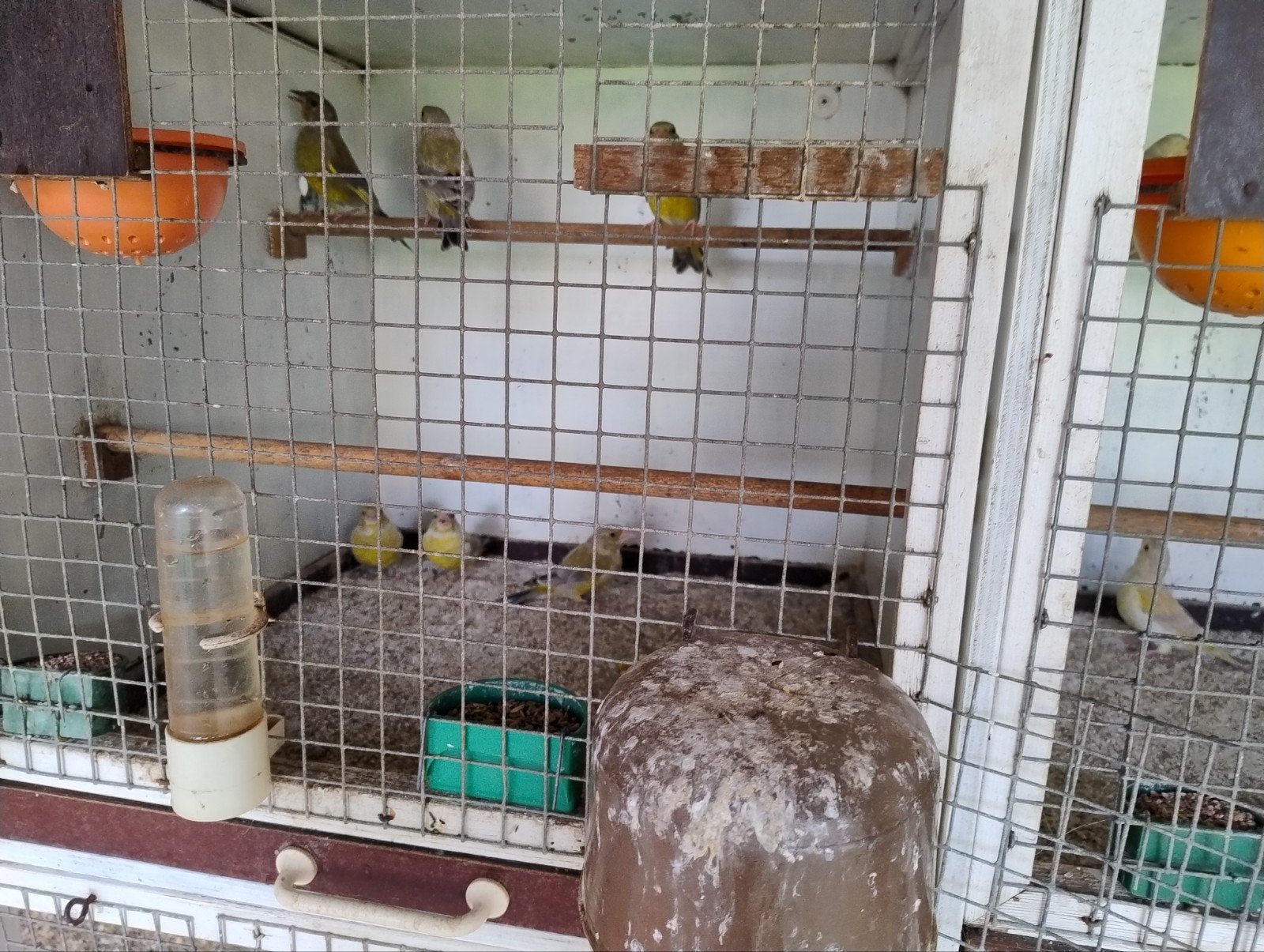Groenlingen kleurmutaties, Meerdere dieren, Wildzangvogel, Geringd