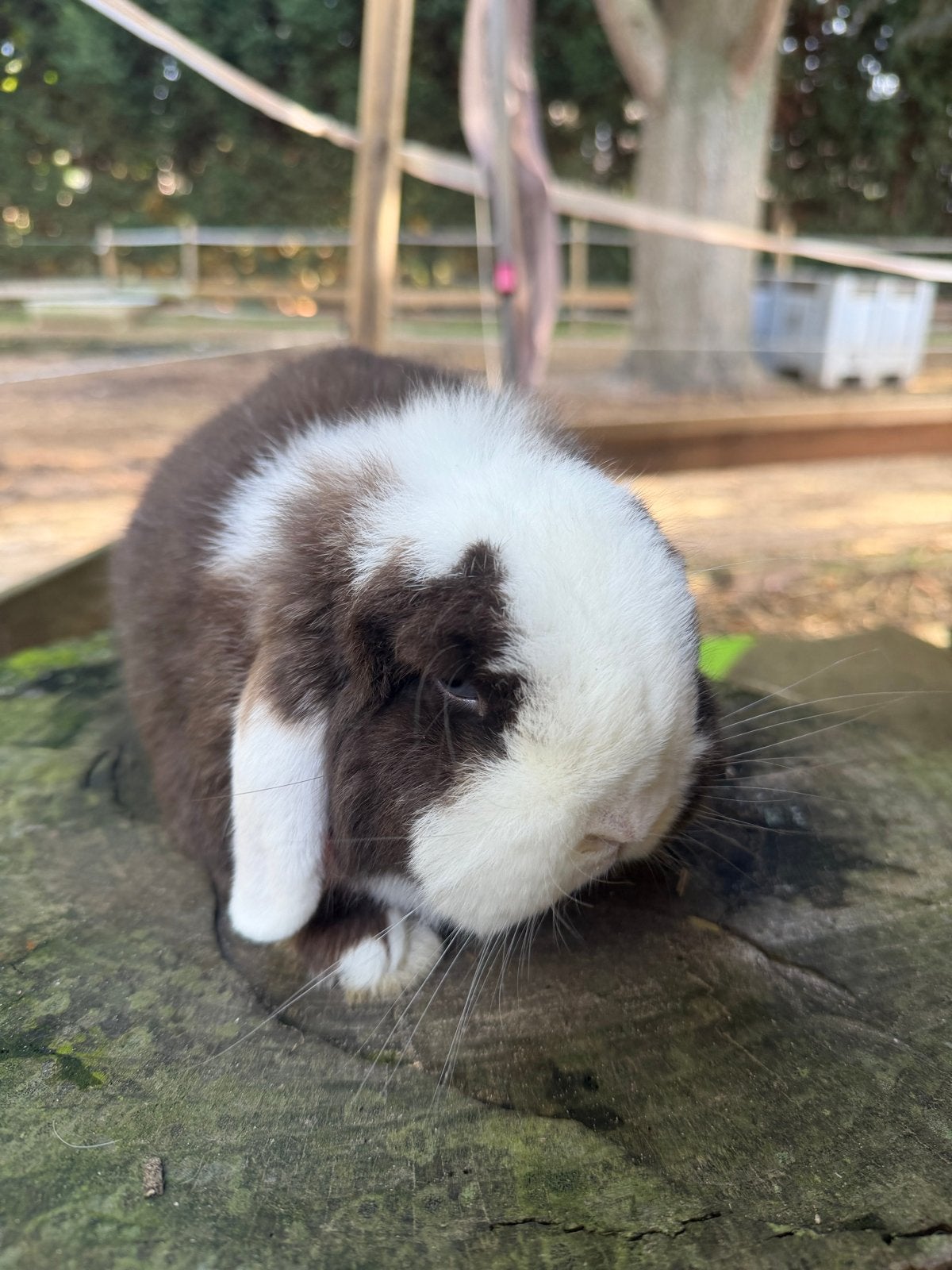 Minilop, Dieren en Toebehoren, Mannelijk, Dwerg