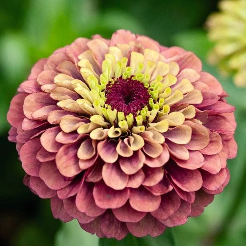 Zinnia Queen Red Lime Zaden - 10 stuks, Ophalen of Verzenden, Voorjaar, Volle zon, Zaad