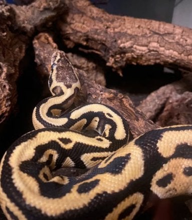 Koningspython Ball Python photo 2