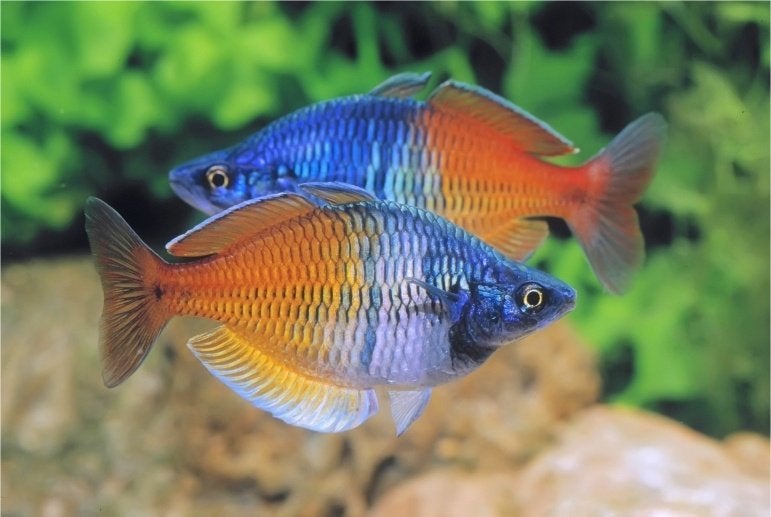 Melanotaenia boesemani Regenboogvis - Koidream Valburg