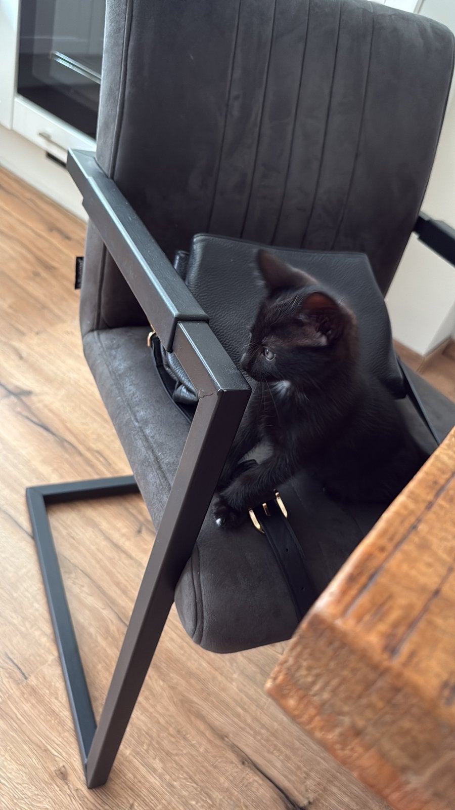Zwarte kat met witte vlekken, Dieren en Toebehoren, Katten en Kittens | Overige Katten, Poes