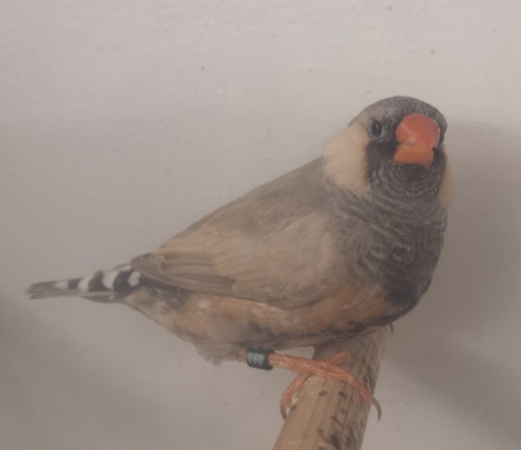 Koppel blackface pastel grijze zebravinken 2026, Dieren en Toebehoren, Vogels | Overige Vogels, Meerdere dieren, Geringd