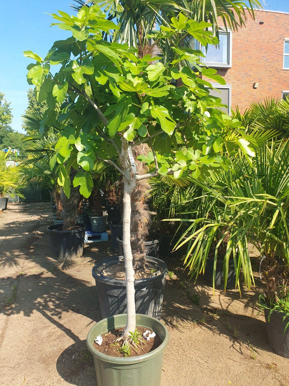 vijgenboom, Tuin en Terras, Bloeit niet, Overige soorten, 100 tot 250 cm, Ophalen