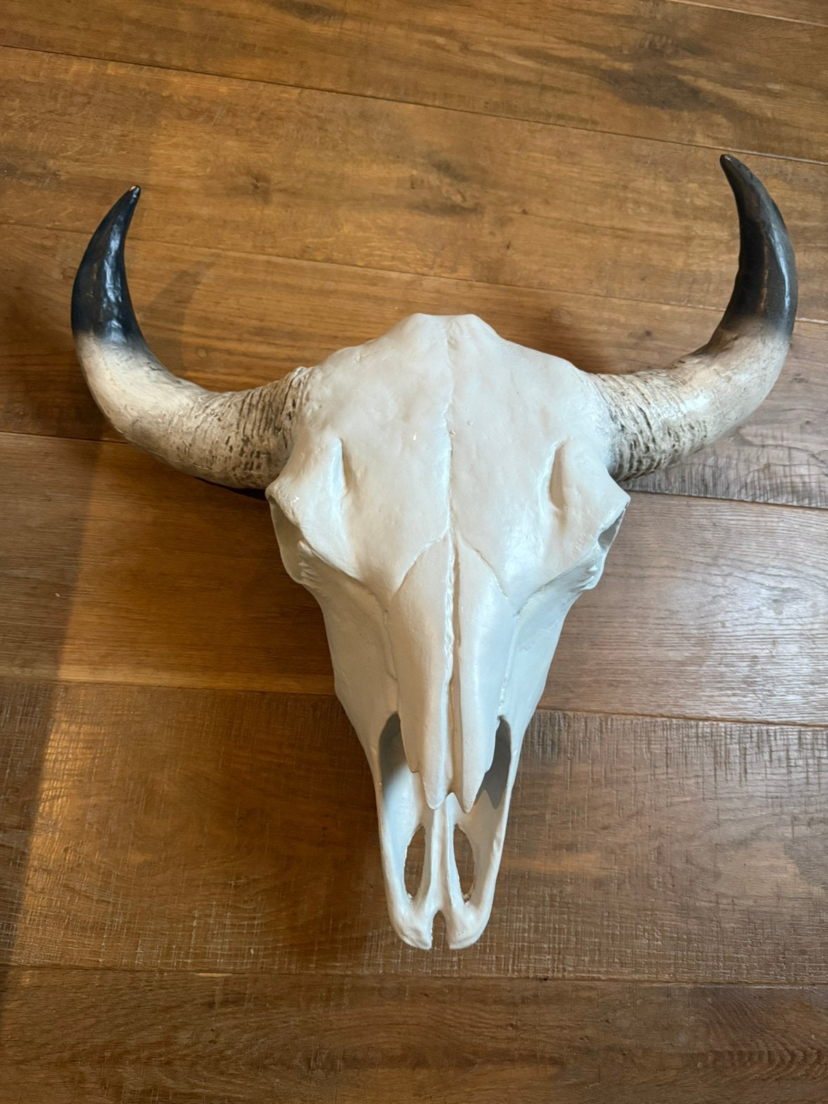 Te koop Buffel schedel, Ophalen, Gebruikt, Schedel