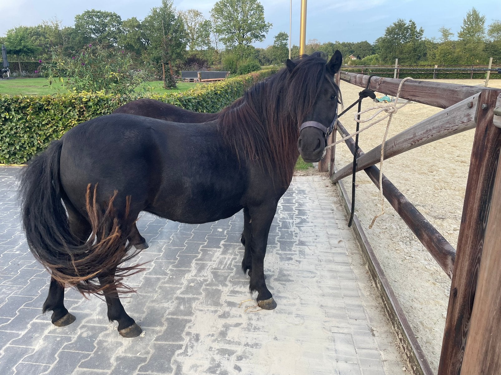 Super mooie gr maat  XL Shetlandpony, Merrie, Met stamboom, 0 tot 2 jaar, A pony (tot 1.17m)