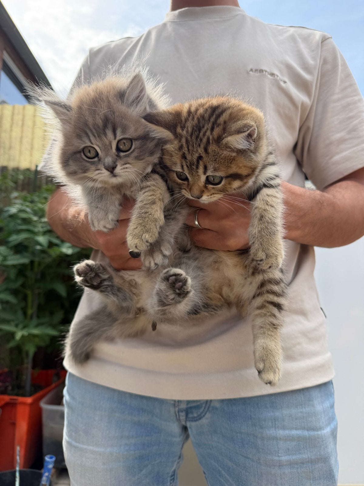 2 Kittens, Dieren en Toebehoren, Katten en Kittens | Raskatten | Korthaar, Meerdere dieren, Ontwormd, 0 tot 2 jaar