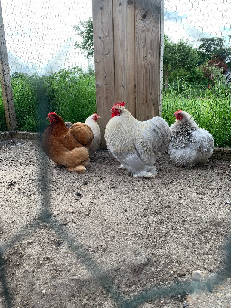 Cochin broedeieren, Geslacht onbekend, Kip