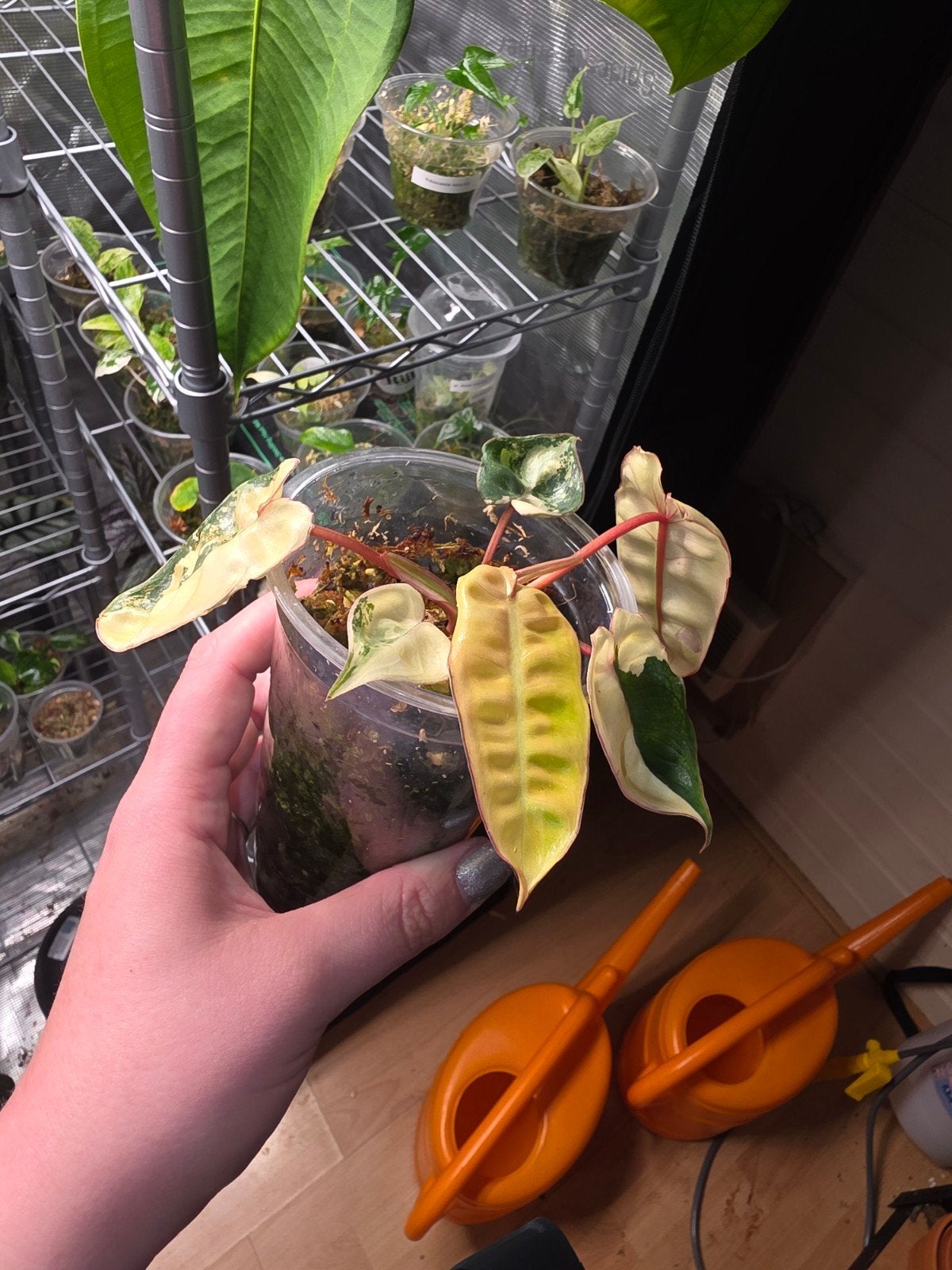 Philodendron billietiae variegata, Huis en Inrichting, Kamerplanten, Ophalen of Verzenden, Halfschaduw, Minder dan 100 cm