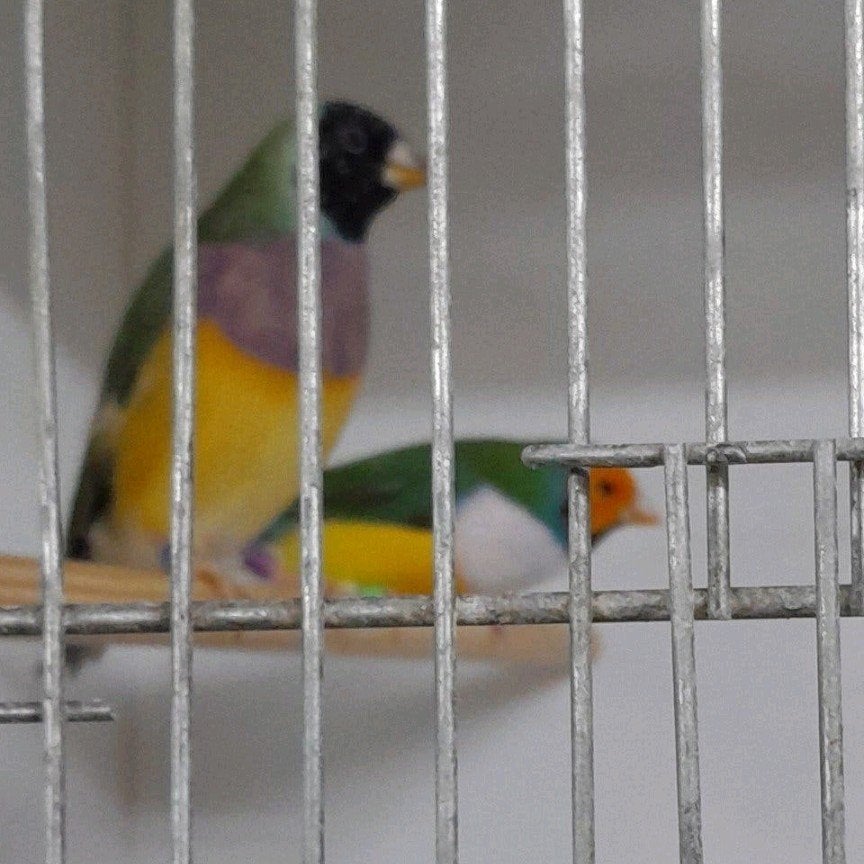 gouldamadine koppel, Dieren en Toebehoren, Meerdere dieren
