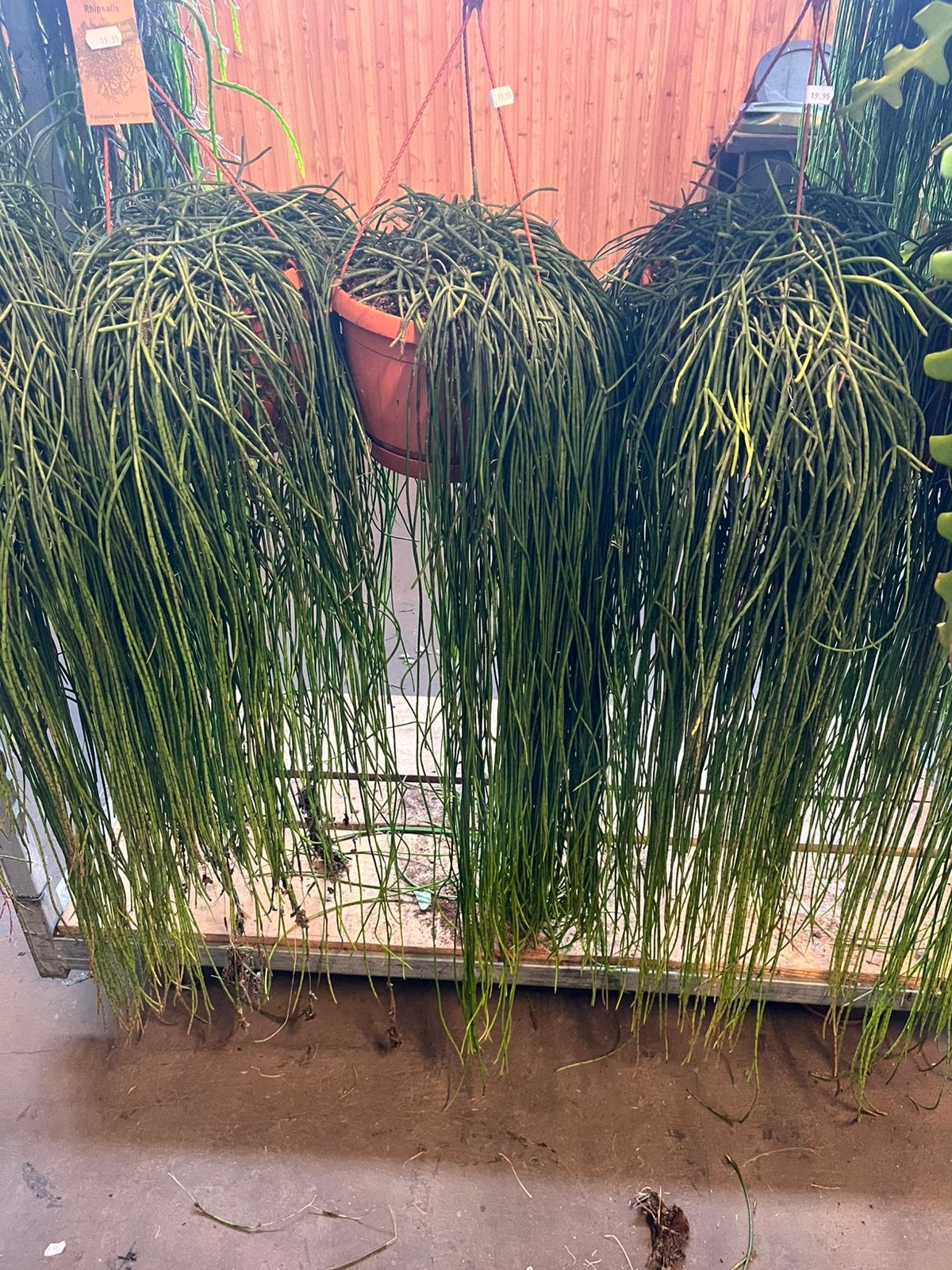 Rhipsalis 50 cm, Tuin en Terras, Ophalen, Zo goed als nieuw, IJzer