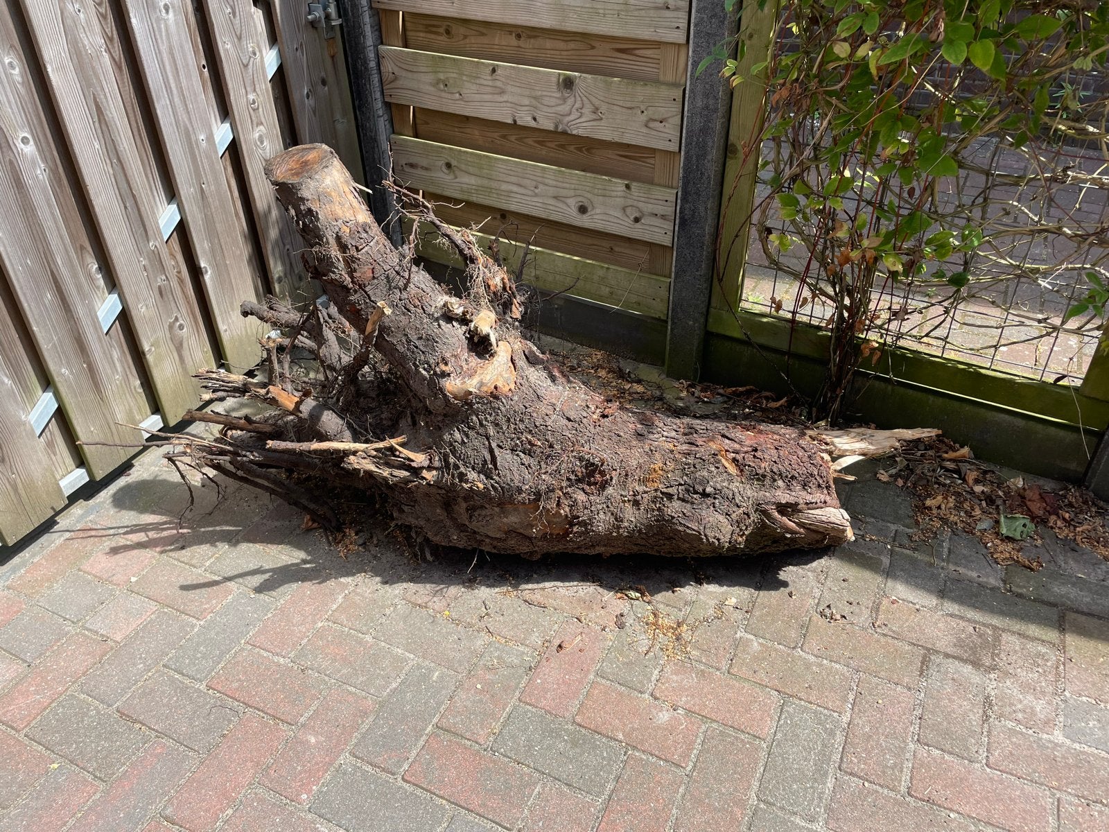 Grote boomstam met wortels voor decoratie of brandhout, Tuin en Terras, Haardhout, Stammen, Overige houtsoorten, Minder dan 3 m³