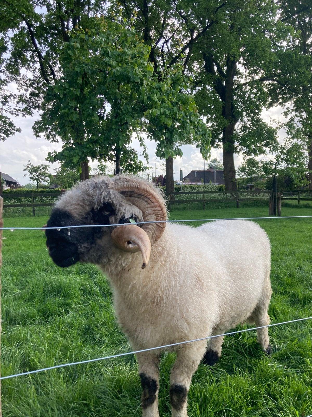 Walliser Schwarznase Ram, Mannelijk, Schaap, 3 tot 5 jaar