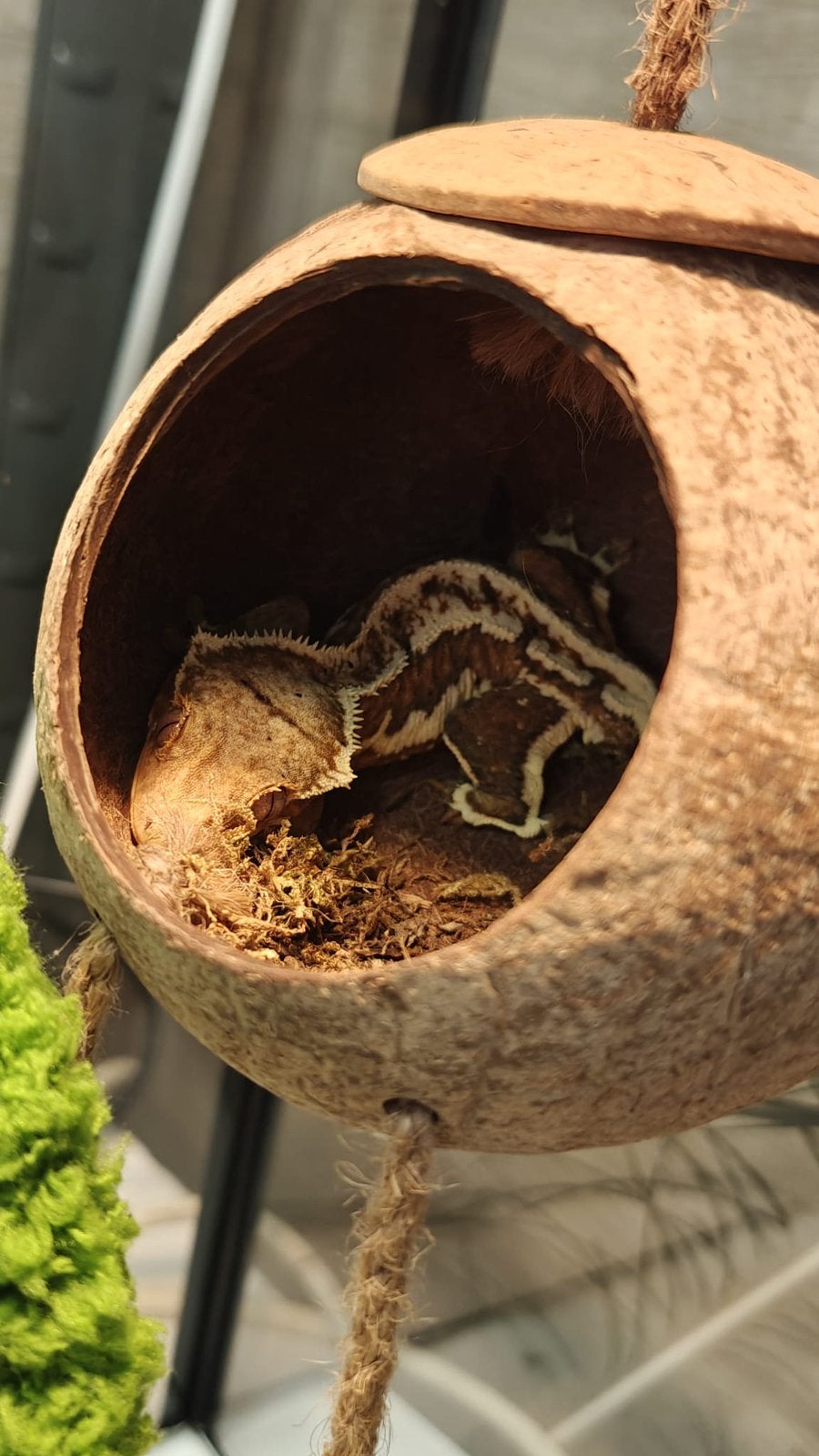 tricolor Lilly white crested gecko Crested Gecko photo 3