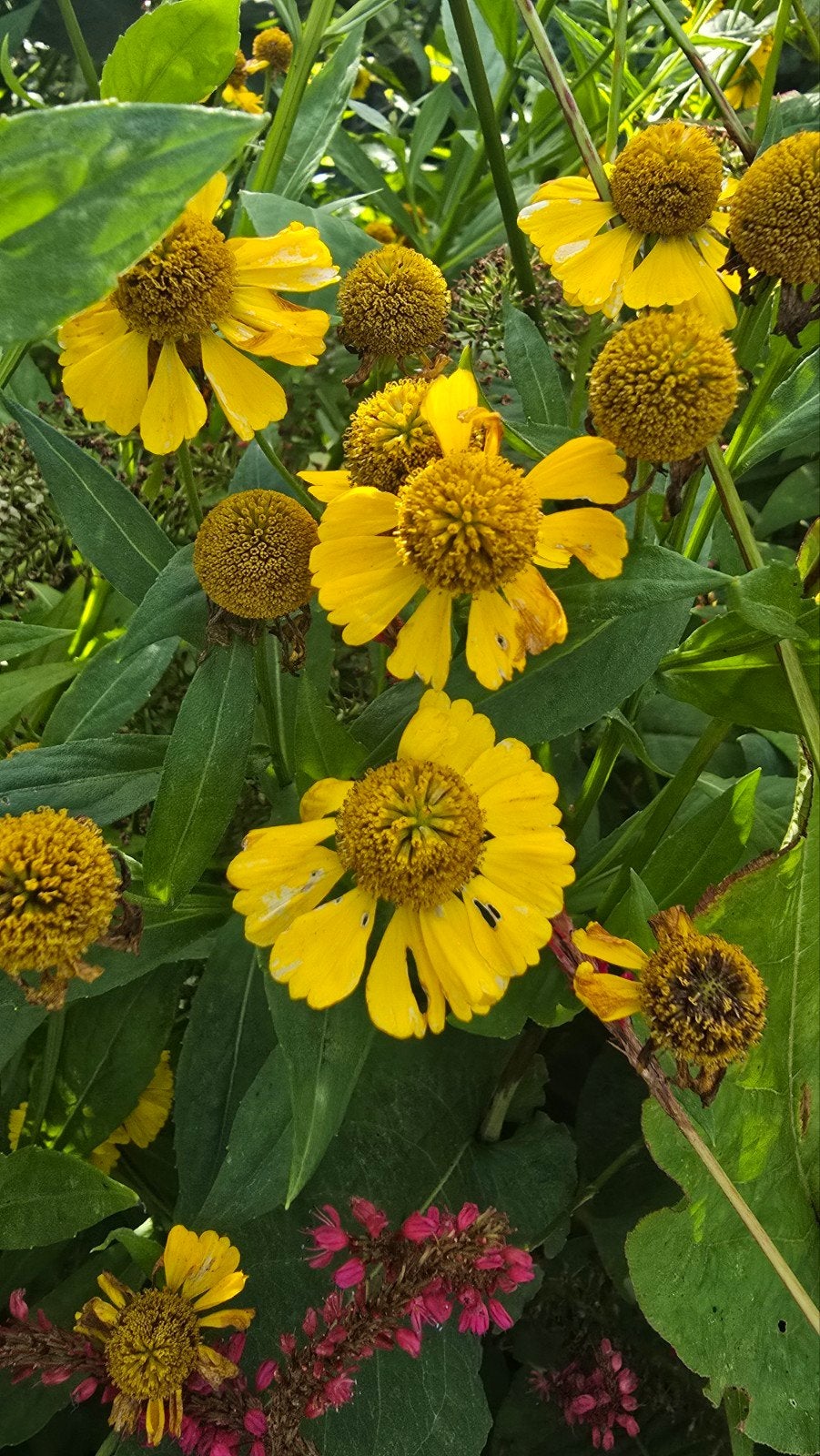 Vaste volwassen tuinplanten uit volle grond - €5 per emmer, Ophalen, Vaste plant, Overige soorten, Volle zon