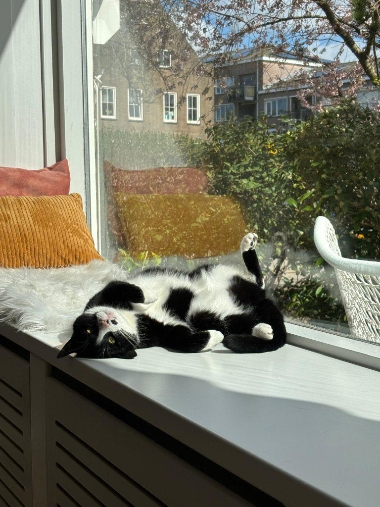 Lieve knuffelpoes Ares (5 jaar) zoekt een rustig nieuw thuis, Poes, Kortharig, 3 tot 5 jaar