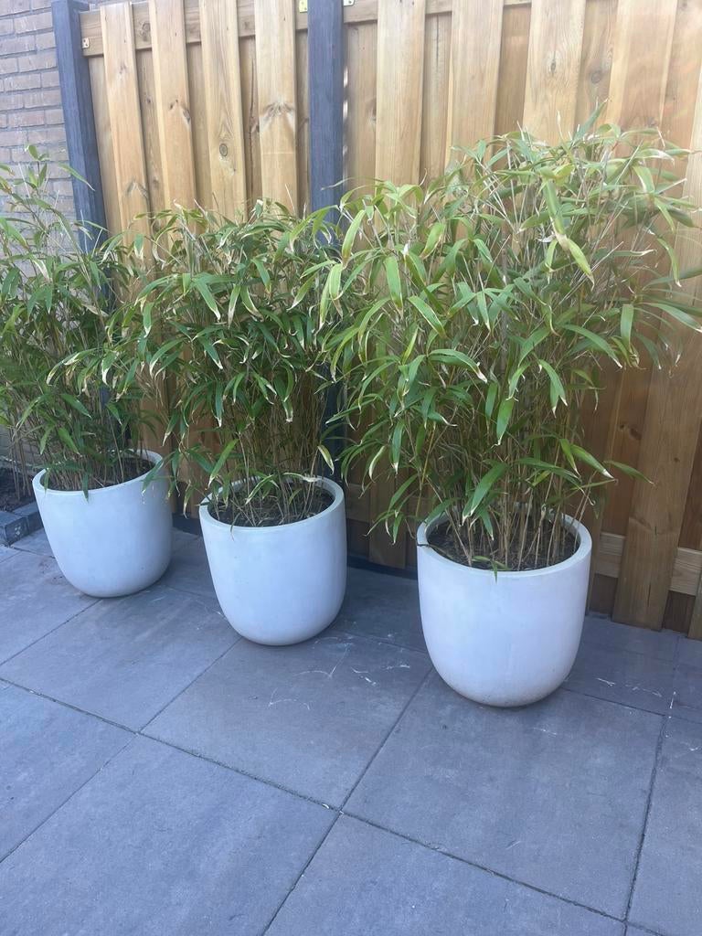 Bamboeplanten in witte potten (Intratuin), Ophalen, Bamboe, Struik, 100 tot 250 cm