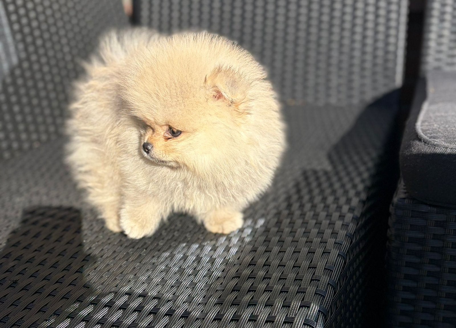 Pomeriaan beareface reutje, Particulier, Keeshond, 15 weken tot 1 jaar, Reu