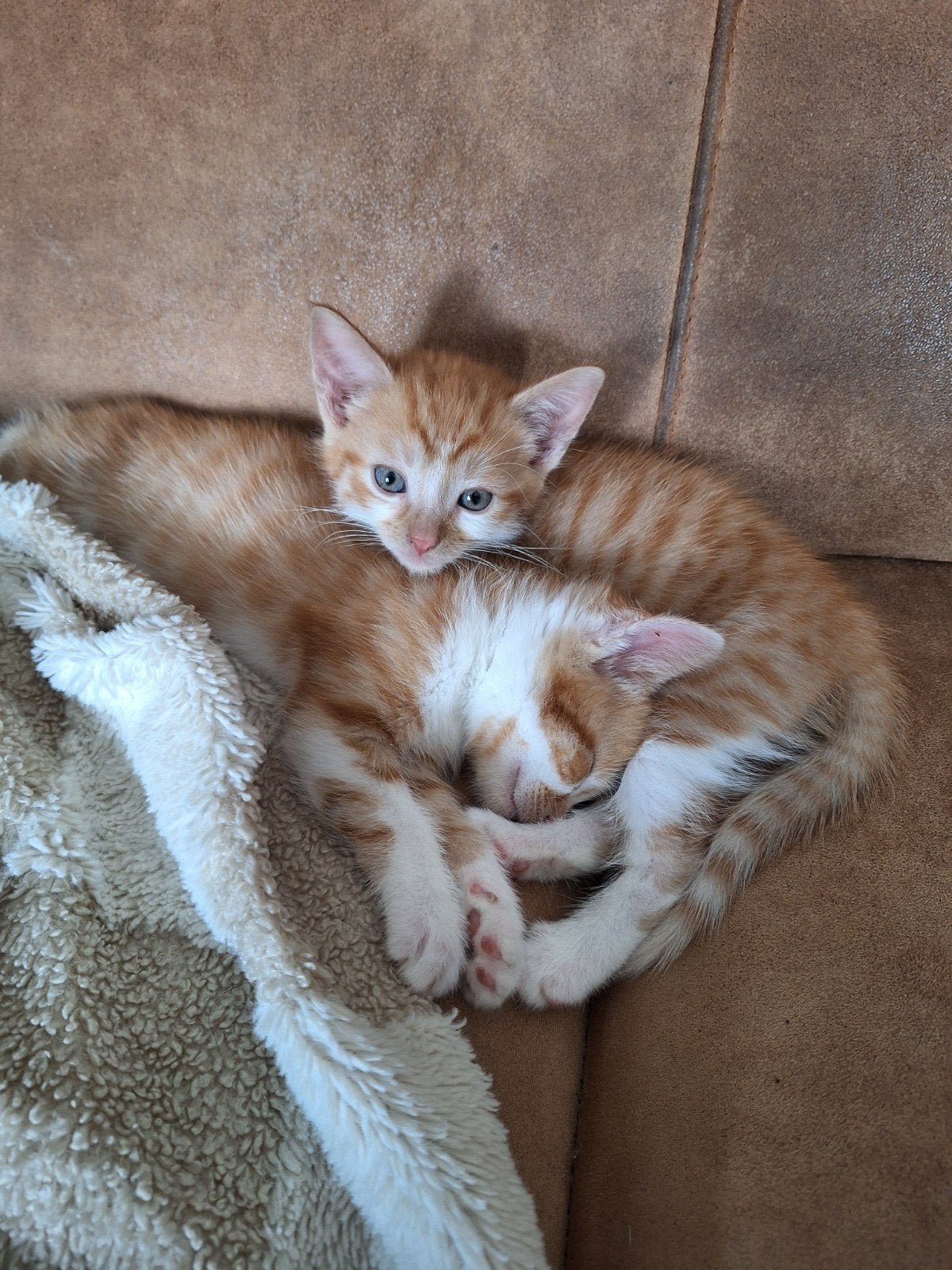 4 lieve kittens, Dieren en Toebehoren