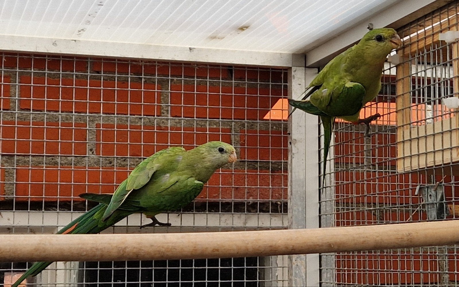 Twee barraband parkieten 2026 man en pop, Dieren en Toebehoren, Vogels | Parkieten en Papegaaien, Meerdere dieren, Parkiet