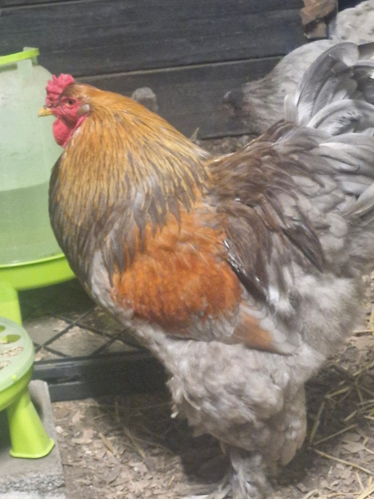 Broedeieren grote brahma te koop, Dieren en Toebehoren, Pluimvee, Geslacht onbekend, Kip