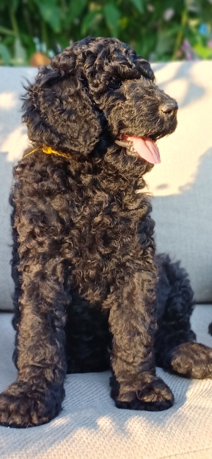 De aller liefste Doodlepups 🥰 mogen verhuizen, Parvo, Overige rassen, 8 tot 15 weken, Meerdere