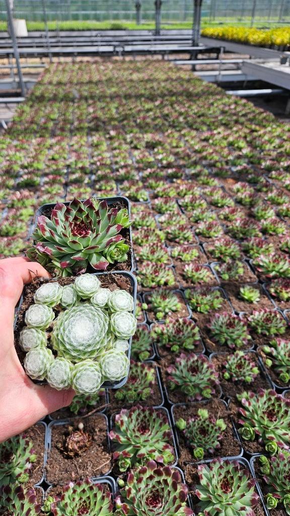 Goedkoop Tuinplanten voor elke Tuin | Marktplaats