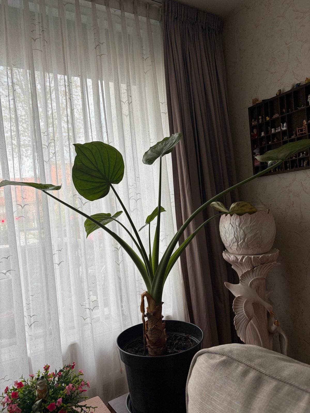 Grote groene kamerplant in pot, Huis en Inrichting, Ophalen, 100 tot 150 cm, Overige soorten, Halfschaduw