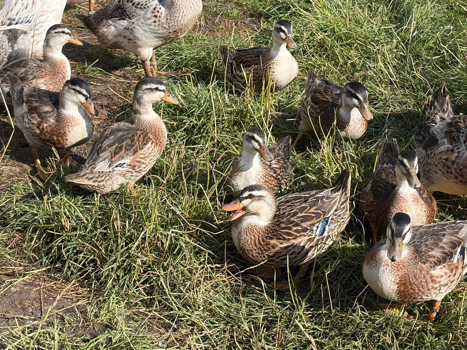 Silver Appleyard Kwakers, Meerdere dieren, Eend