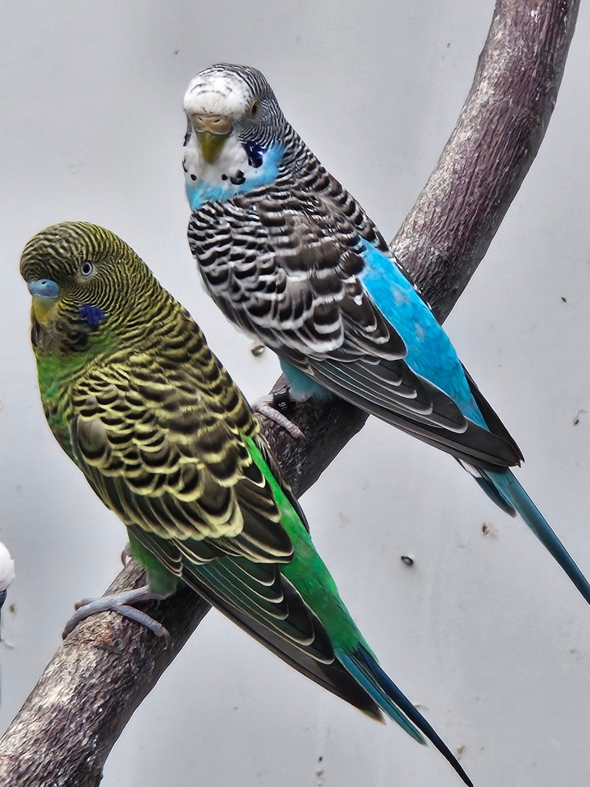 kweekkoppel blackface grasparkieten, Dieren en Toebehoren, Vogels | Parkieten en Papegaaien, Meerdere dieren, Parkiet, Geringd